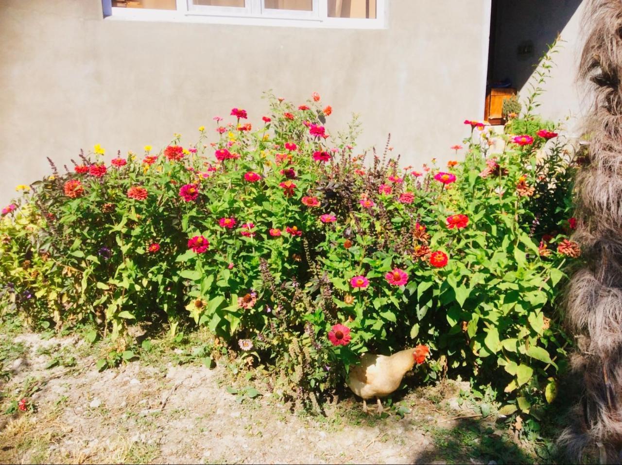 House On Ashiq Cuma Street 8 Bed and Breakfast Şǝki Buitenkant foto